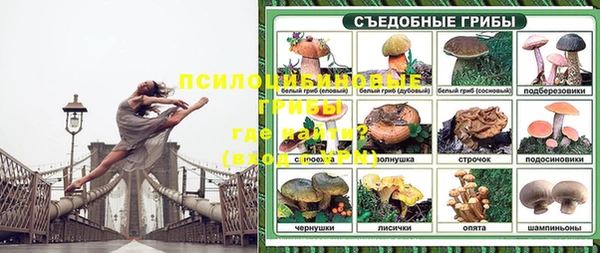 прущие грибы Осинники